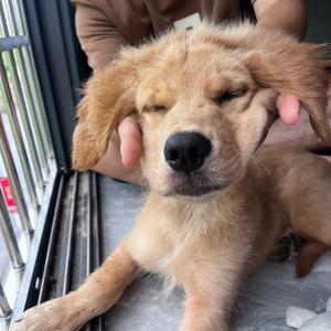 毛孩子——金宝头像