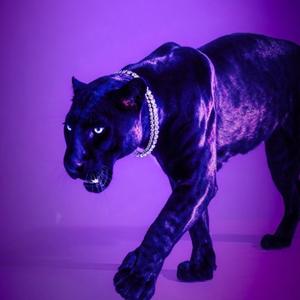 Melvinxana⚡️头像