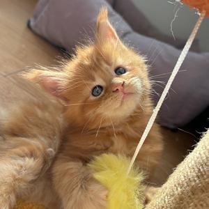 大可养猫记头像