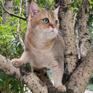 哆荳就是不听话🌊头像