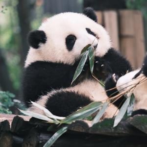 暴跌薄荷打卡头像