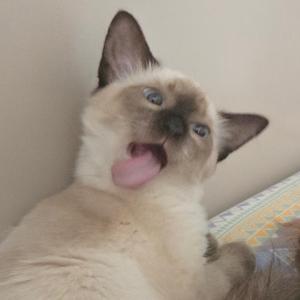 煤球真会后空翻头像