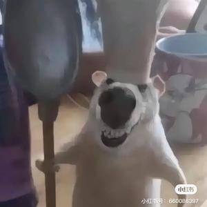 🌈超能地蛋人头像