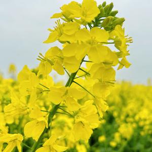 桂馨绵竹科学教育工作室头像