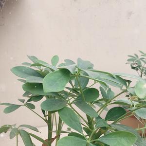 东联航空-玉玉头像