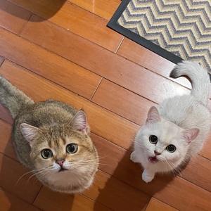 NANA和多宝的小鱼头像