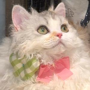 伊深_翊涵Zz头像