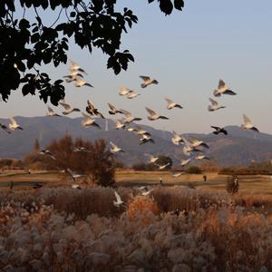 健康平安幸福美满头像