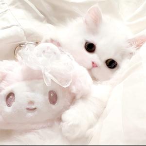 小猫听雨眠头像