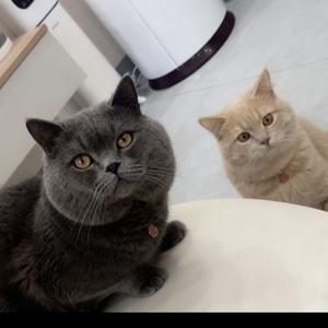 贱贱和眯眯头像