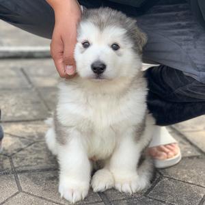 胖虎的朋友圈📌头像