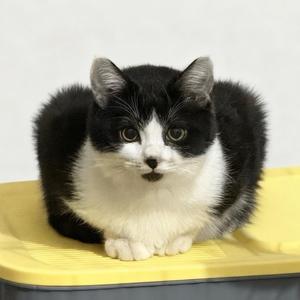 面条(霸王龙🦖)头像