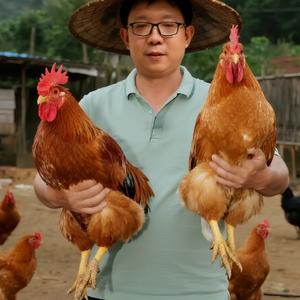 元宝家毛豆头像