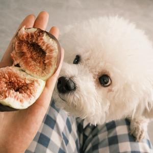 小狗日记.（带娃版）头像