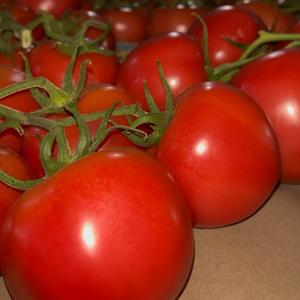 苏北西红柿代办头像