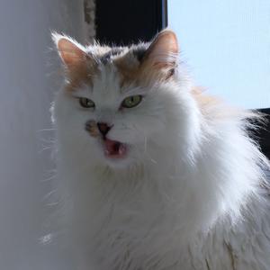 番茄呀番茄🍅头像