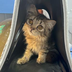 虎斑喵金多多头像