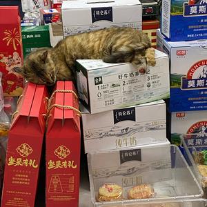 养了好多猫头像