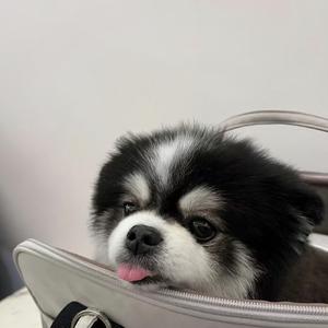 不吃香菜🍃不吃葱花头像