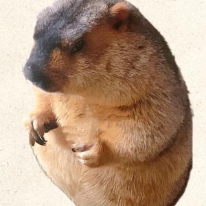 阿福土拨鼠头像