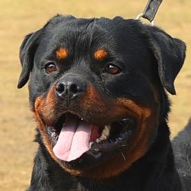 泽阳罗威纳头像