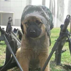 亮剑🇨🇳头像