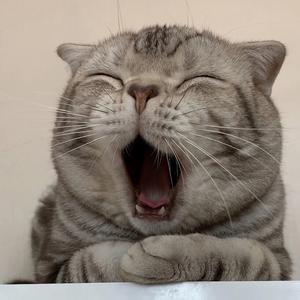 🥐蟹黄包豆腐头像