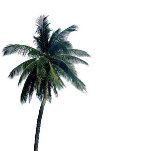 爱吃鳗鱼寿司🍣头像