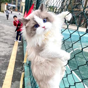 🐟顾小小鱼🐟头像