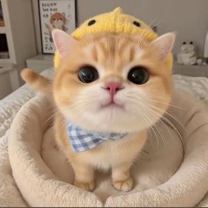 巧宝好物推荐头像