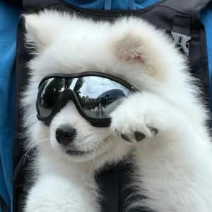 一条小狗子头像