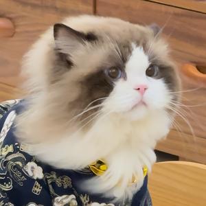 原来是老板呀！头像