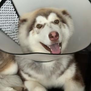 十一是个胖墩墩头像