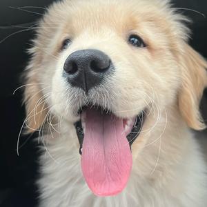 旺仔小馒头头像