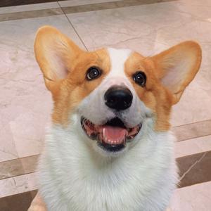 元宝🐶头像