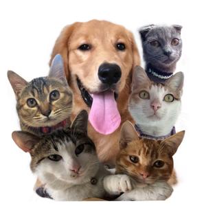 豆家的小可爱们头像