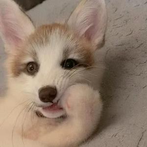 三月是只喵头像