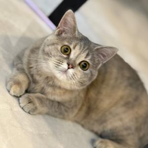 小九是只猫头像