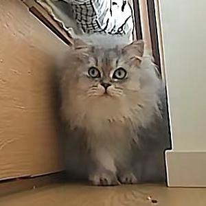 甜心菠包软fufu😺头像