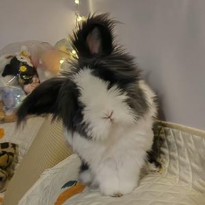 团子又饿了🐰头像