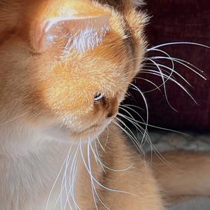 面包是只猫头像