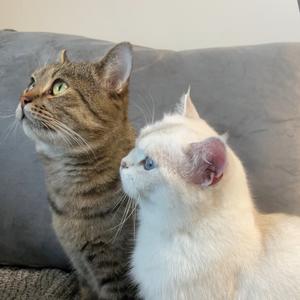 咪咪爱吃肉头像