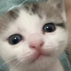 猛虎安安～头像