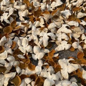 浦北农品汇（陈皮）头像