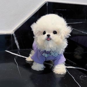 兜有狗·发货日常头像