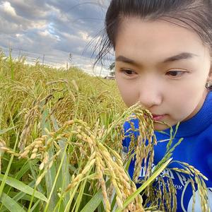 五常大米丽头像