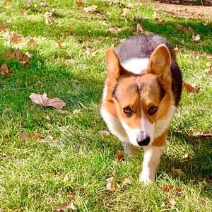 🍀维克特瑞🌿头像