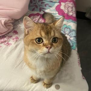 小铃铛的生活日记头像