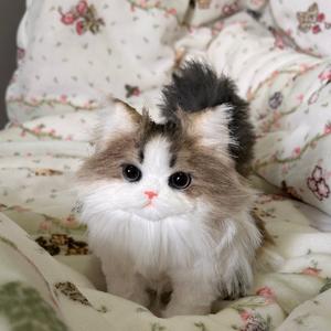 毛球的扭扭日记头像