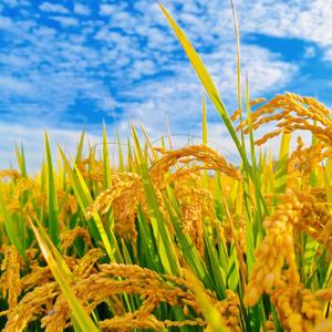 小刘讲农产头像